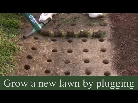 how to transplant zoysia grass plugs