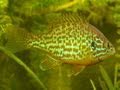 Pumpkinseed sunfish in tank/Sonnenbarsch im Aquarium[3/4]