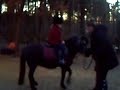 macho de pony van sarah deel 2