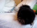 Fluffball Suki plays on bed