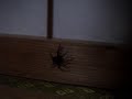 spider in my room in shimane spider in my room in shimane