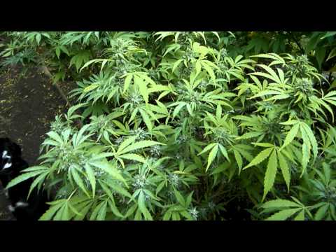 how to tell when og kush is ready to harvest
