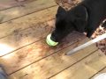 videos de Playing Ball with the Dog