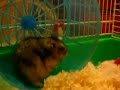 Frodo Hamster Tribute