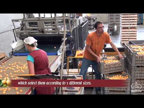 how to harvest apricots