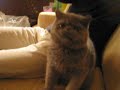 Crazy fast cat swatting Crazy fast cat swatting
