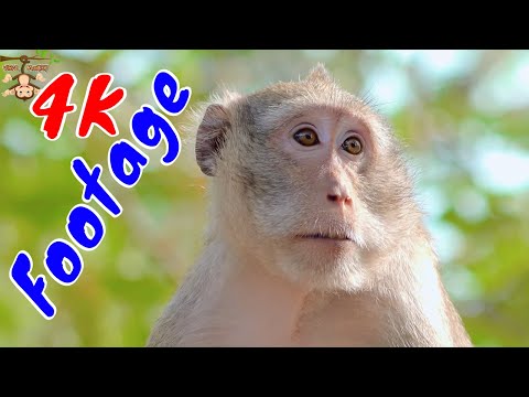 Những Cảnh Quay Đẹp Chất Lượng 4K Về Loài Khỉ Tập 15