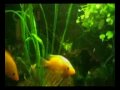 my cichlid / botia fishtank xmas 2007 & my pirhana bite