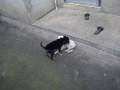 Puppies playing