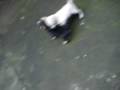 Puppies playing
