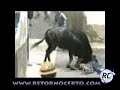 Touro assassino