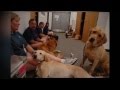 Daytona Beach Veterinarian CALL LEO VIDAL @ 800-535-4072