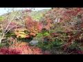 京都　永観堂の紅葉2009 No3.mpg