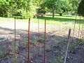 Garden Update Episode 3