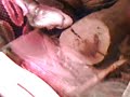 ball python ball python