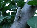 Cicadias enjoying the hot summer evening in Songdo International City, Incheon South Korea.  They wiggle their little bodies and make a terrific racket!