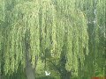 WEEPING WILLOW TREE CLINCH MOUNTAIN SWEETHEARTS