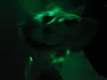 godskitchen/polysexual october 2005  collys 20th birthday 