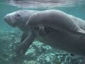 Feeding Manatees