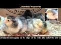 Video: Columbian Wyandotte Baby Chicks