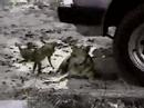 DOGGYS DOGGYS