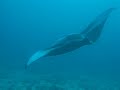 Maldives Diving 082