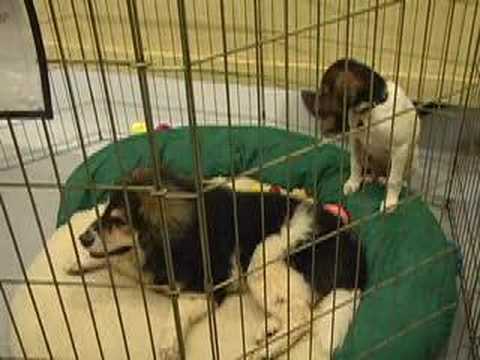Charlottesville-Albemarle SPCA