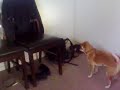 What is my dog doing?
