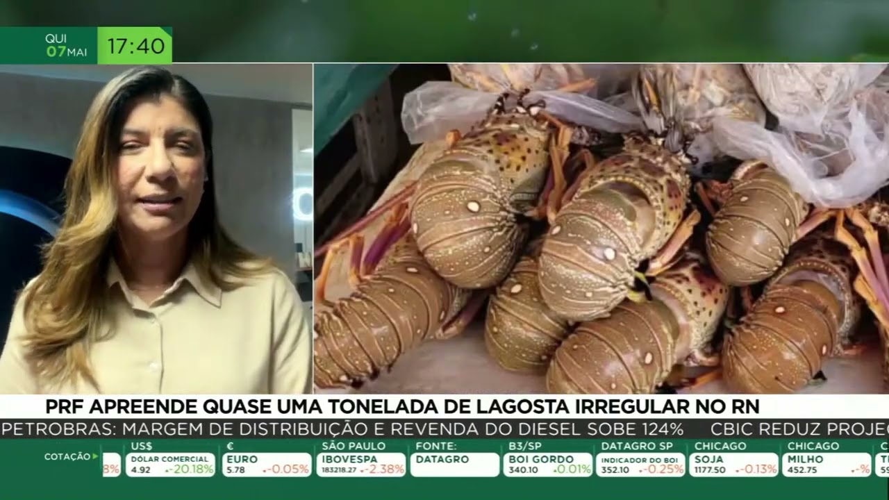 PRF apreende quase uma tonelada de lagosta irregular no RN