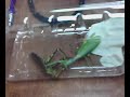 Praying Mantis Attacking Huge Grasshopper Praying Mantis Attacking Huge Grasshopper