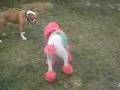 Sugarplum Furries.wmv