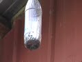 The Best Carpenter Bee Trap Information