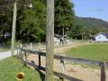 Patch Speed Racking Pacing Standardbred