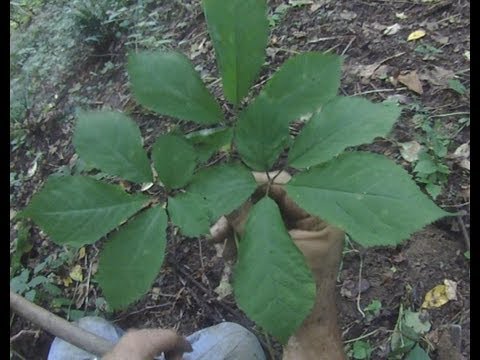 how to grow ginseng in ohio