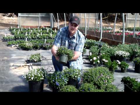 how to care for lobelia erinus