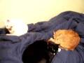 videos de The Lost Videos Of Booger: Dang Cats In My Bed!