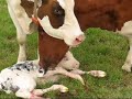 \"cow van jou\"