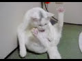 Masturbating cat! Masturbating cat!