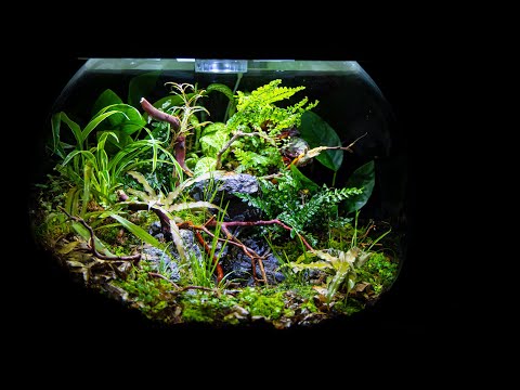 YouTube reptile video
