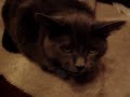 TALKING CAT