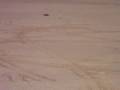 Firestorm With Sand Paws - 1