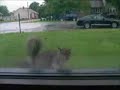 Sexy Squirrel Sex