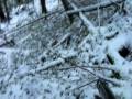 Paintball Hunting (Wild Boar) Episode2