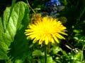 Bee and dandelion Bee and dandelion