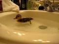 Duckling In A Sink