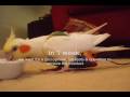 sick cockatiel