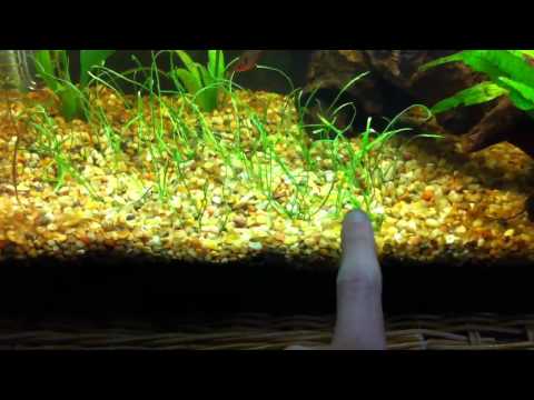 how to transplant amazon sword