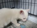★もう!出してってば~!★ くるりんぱ 1/24日 猫の里親会来て見て触って