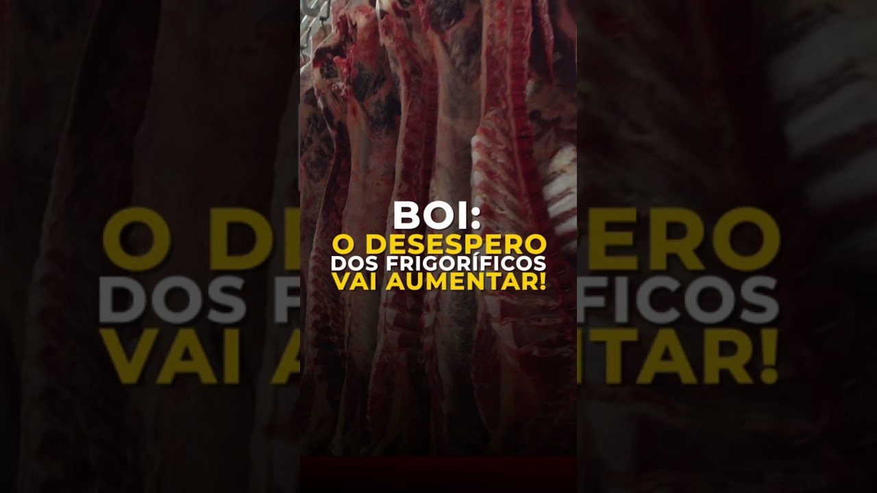 BOI: O DESESPERO DOS FRIGORÍFICOS VAI AUMENTAR!