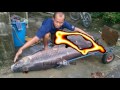memancing dapat ikan raksasa di sungai formosa taiwan